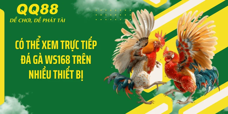 Đá Gà WS168 - Bộc Phá Sàn Cược QQ88 Với Ngàn Hạ Gục 4 Có thể xem trực tiếp đá gà WS168 trên nhiều thiết bị